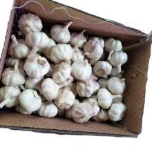 China fresh garlic export 2021, hot sale normal white garlic 50-60 mm